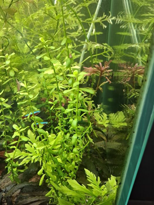 Растения за аквариум 6 вида