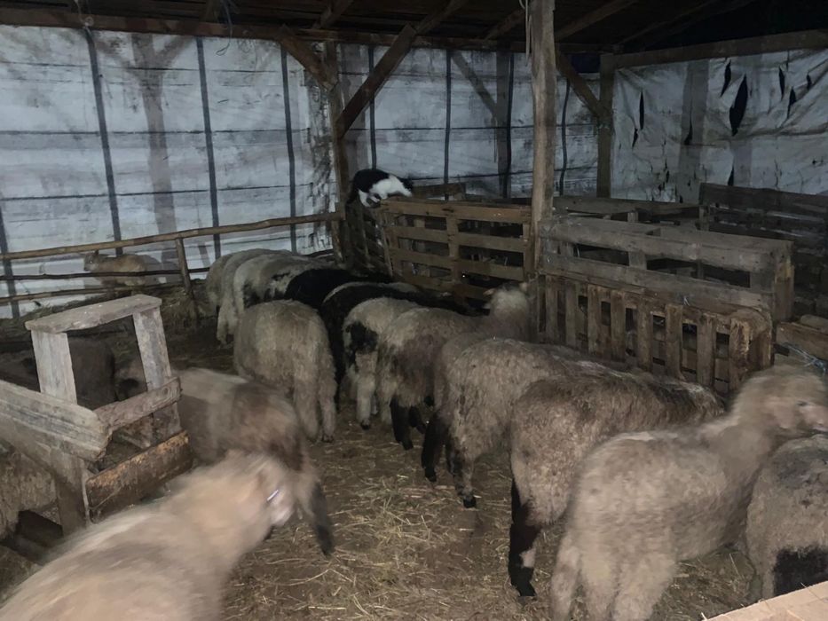 Vănd 50 de miei in viu