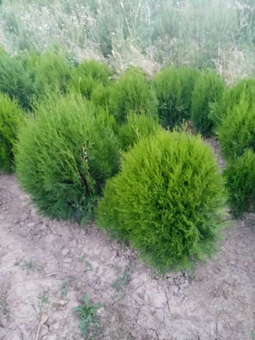 Туя навли арча кучатлари сотилади