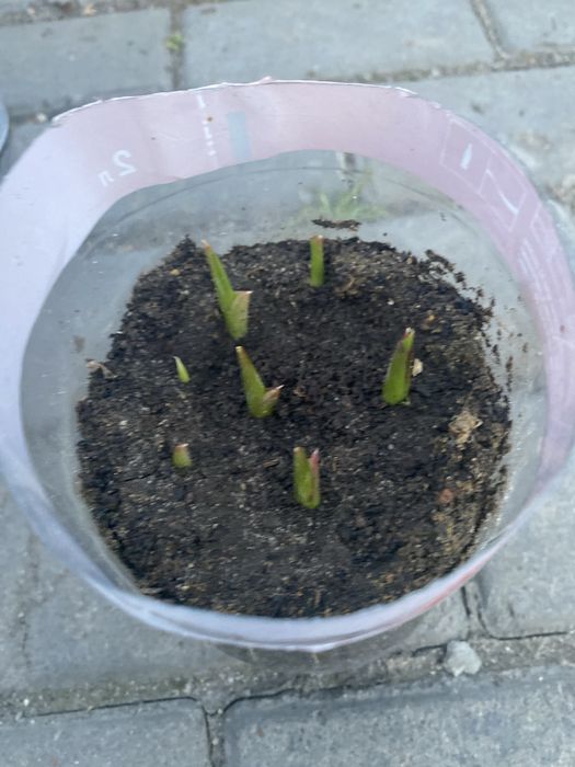 Продам Каллу,розовую