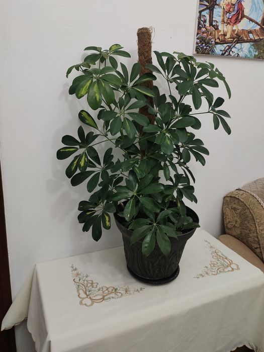 Шефлера комнатная