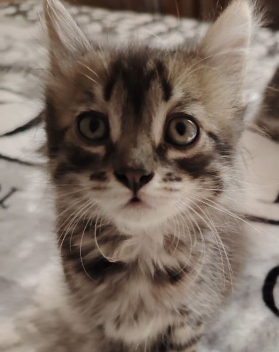 Отдам котят в добрые руки