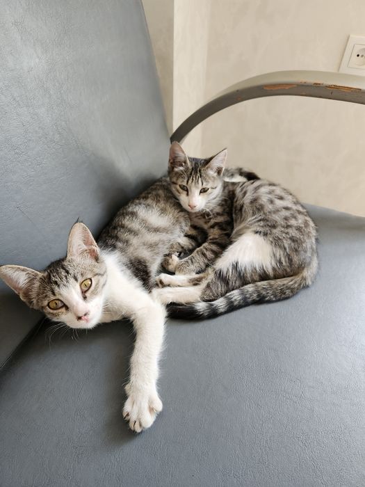 Отдам котёнков в хорошие руки за даром