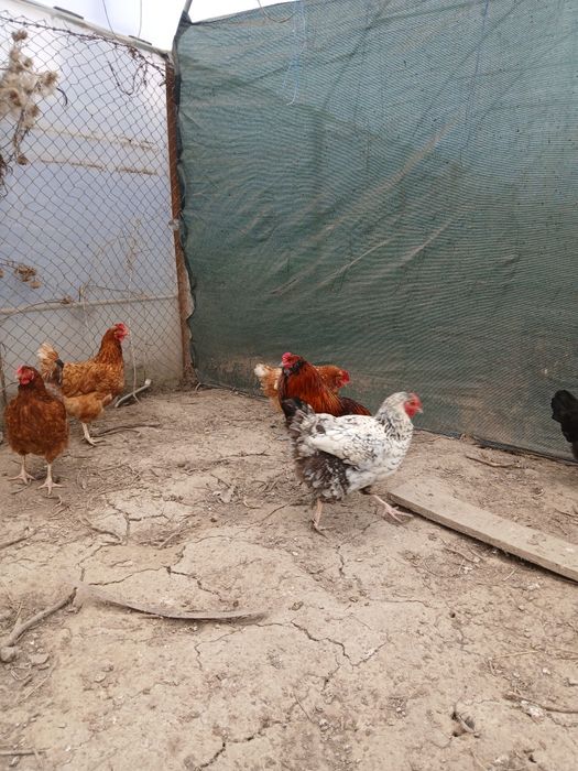 Gaini de tara, matase japoneza,paduane si pitici motati