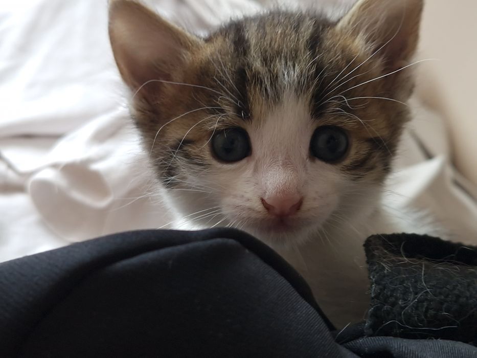 Марғаулар, котёнки