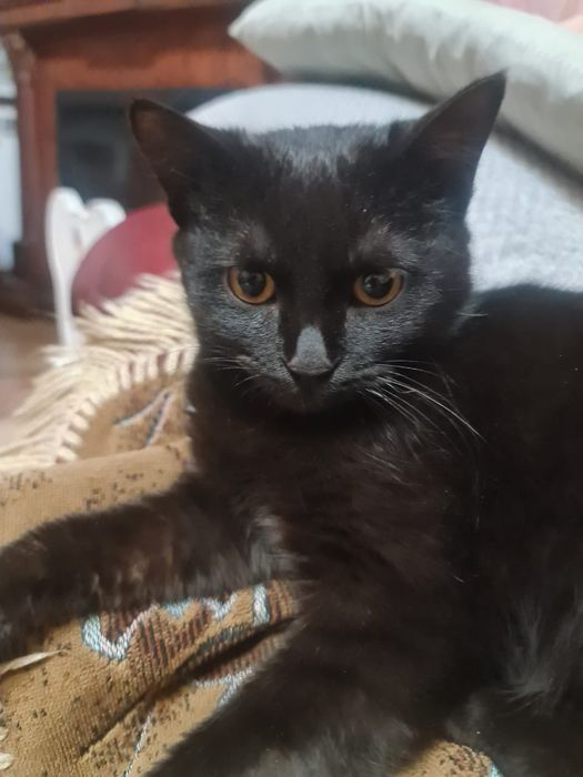 Отдам котёнка в добрые руки