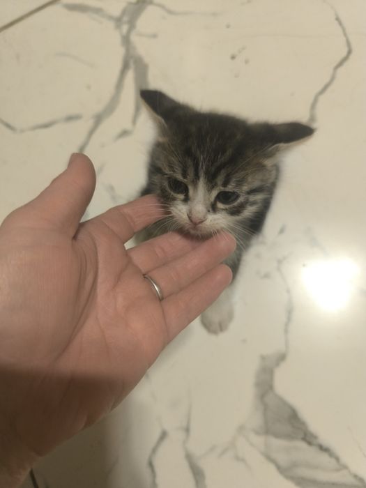 Отдам котят в добрые руки
