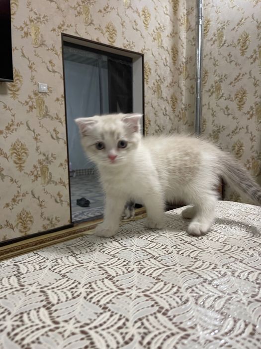 Продаю вислоухих котят
