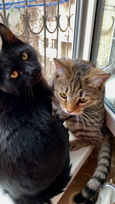 Отдам даром котят