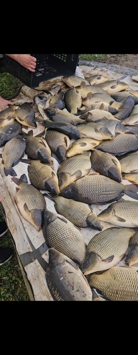 Шаран за консумация и зарибител