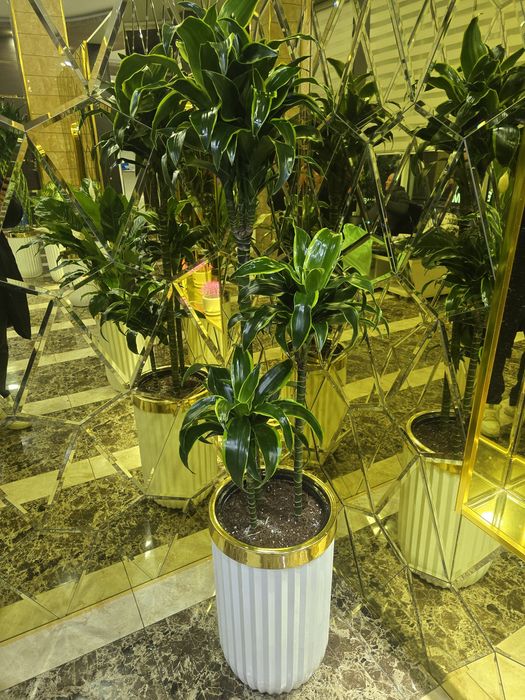 Голландия ва хитой гуллари