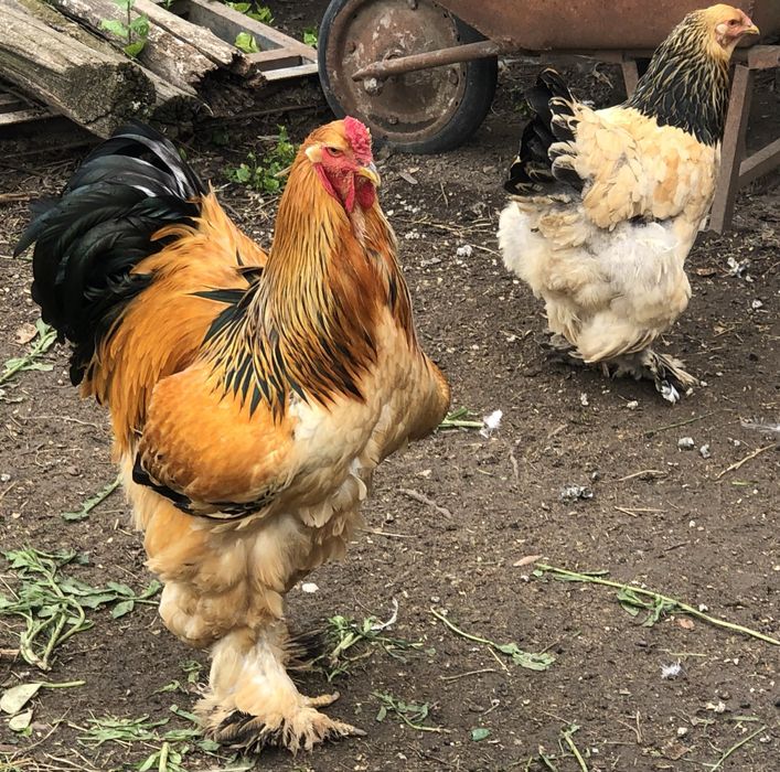 Gaini brahma columbia