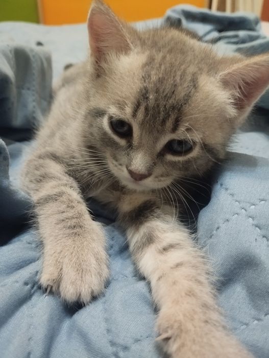 Продам котят котик и кошечка