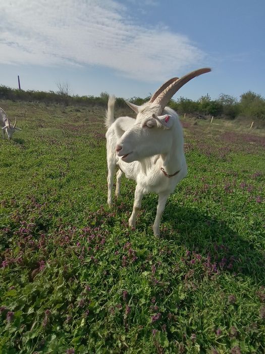 Lapte de capră  Saanen