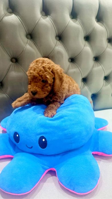 Той пудел момче Тoy poodle