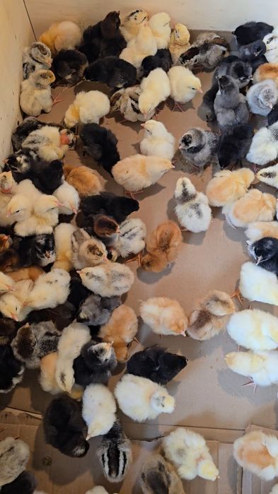 Vand pui de casa, mai multe soiuri