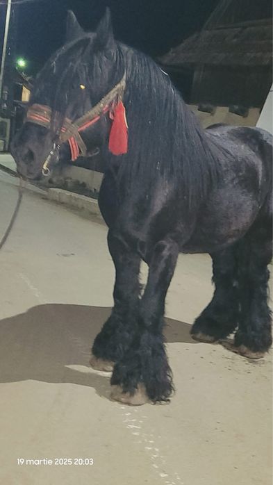 Manză neagra Ardeneza de 5 luni