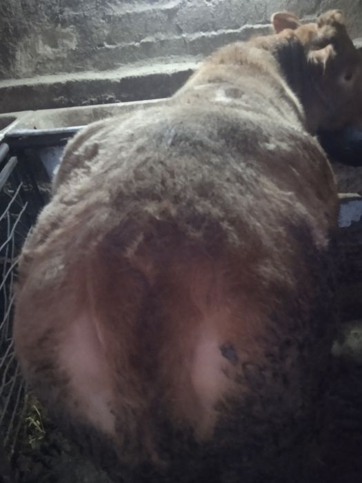 Sharalle gonajin sotiladi