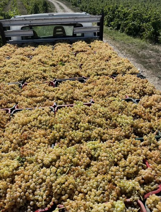 Struguri de vin producator
