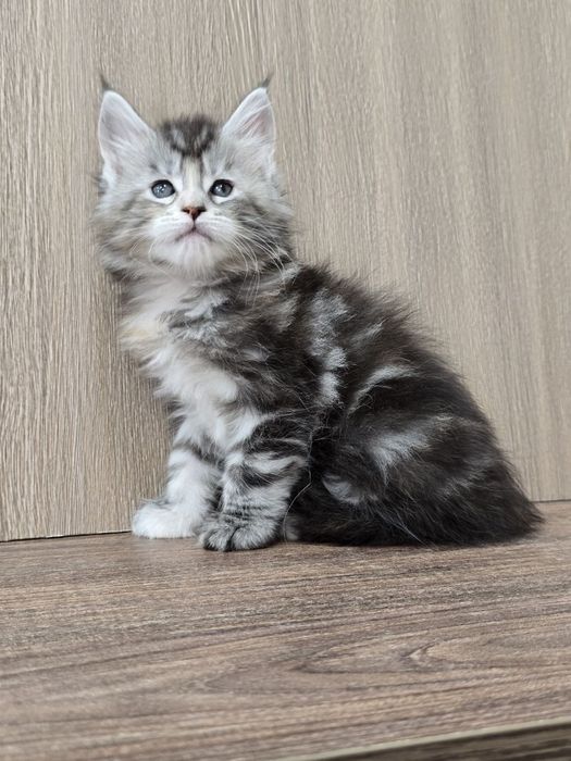 Шикарная девочка мейн-кун