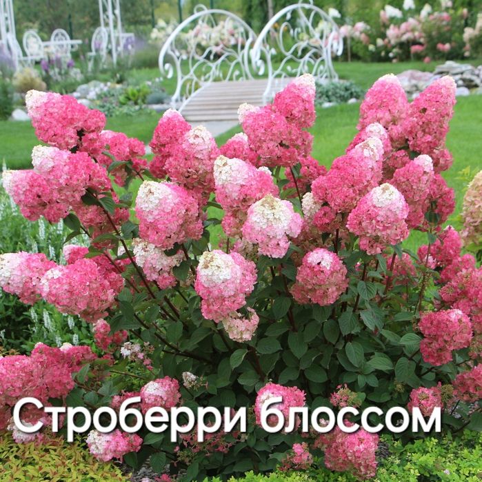 Саженцы гортензии