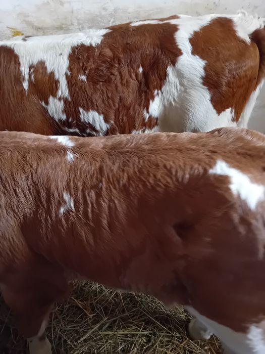 Taurasi si vitele baltati