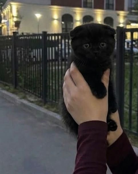 Прелестные котята