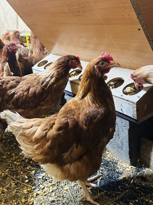 Куры Несушки Ломан Браун