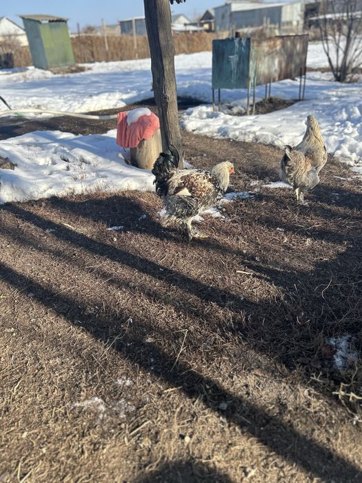 Продам трех петухов