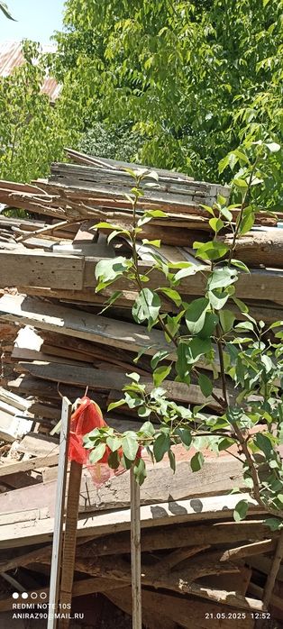 Утин бор урик ,гилос ,ёнгок, узум олча дарахтларидан. Срочно.