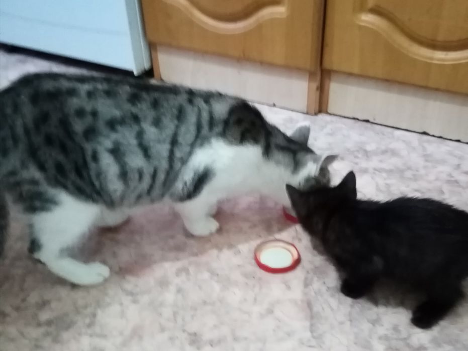 Отдам котят 2 мес, котики