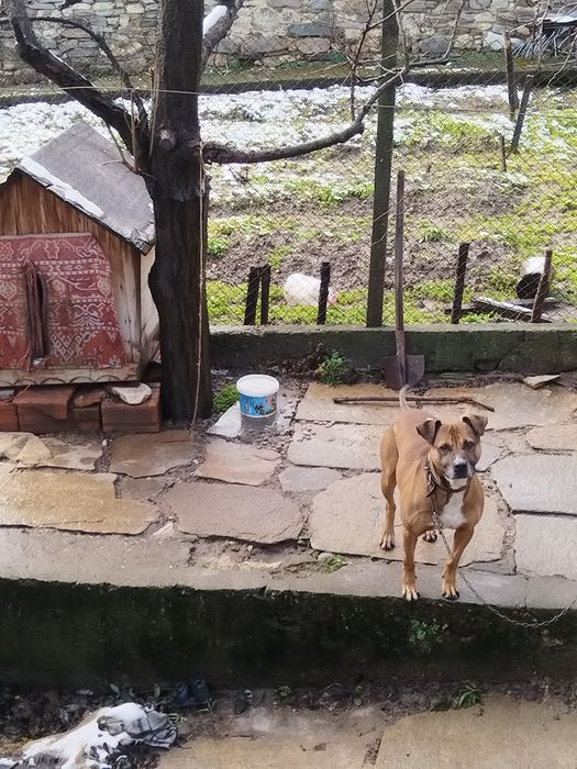 Подарявам куче питбул