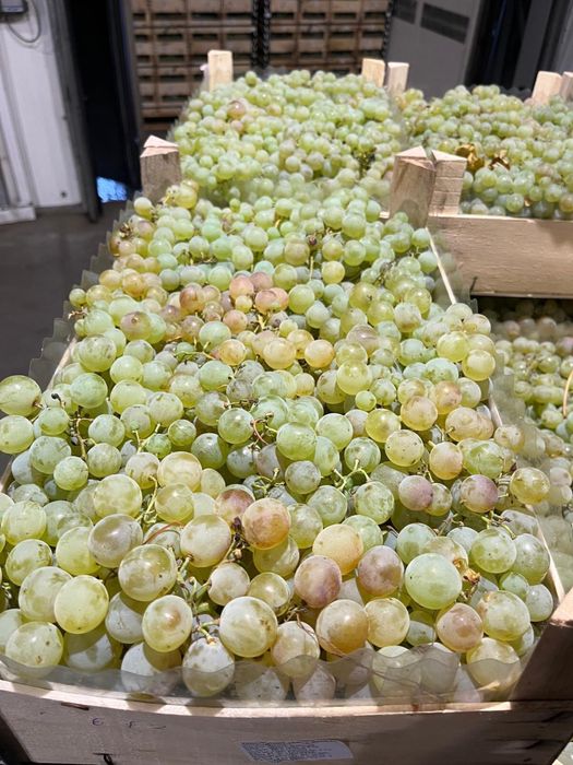 Struguri pentru Procesat