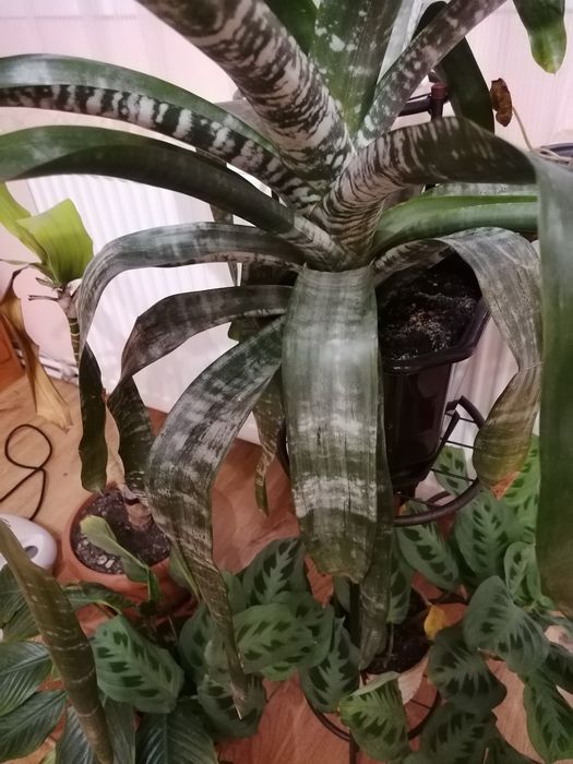 Стайни, саксийни цветя