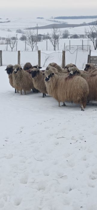 De vânzare 9 oi și 7 noatine