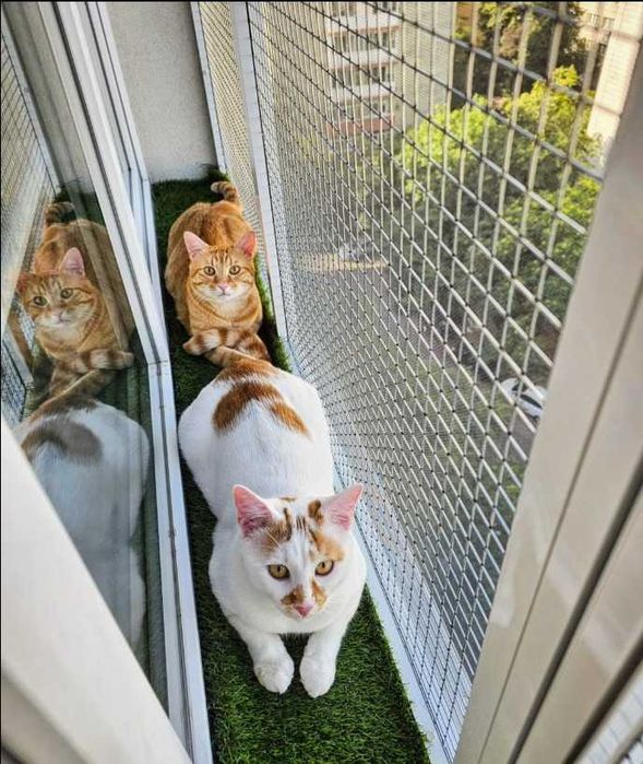 Plase metalice de protectie pentru pisici si insecte/custi/usi/balcon