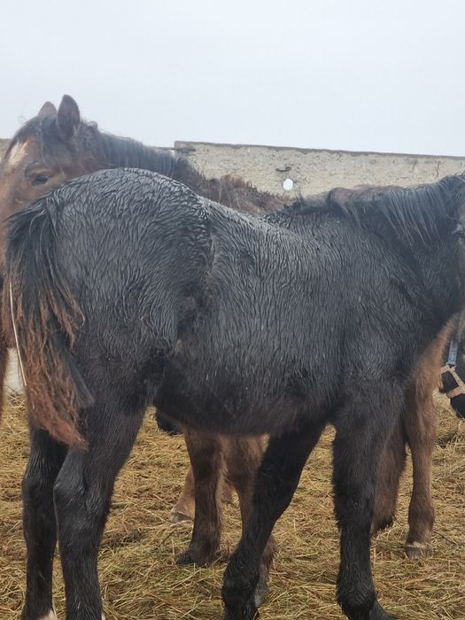 Еркек жабагылар  сатылады