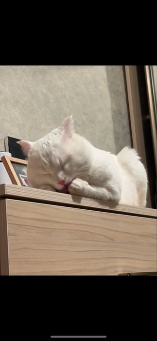 Кот мальчик в добрые руки