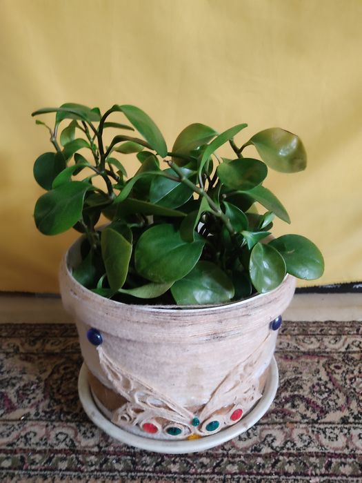 Комнатные цветы.