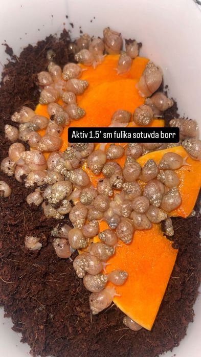 Ulitkala ideal aktiv svejiy yengiii iwlatilmagan