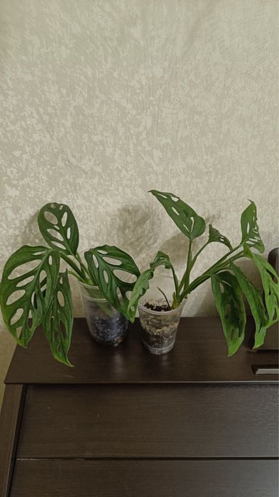 Монстера Адансони Минт