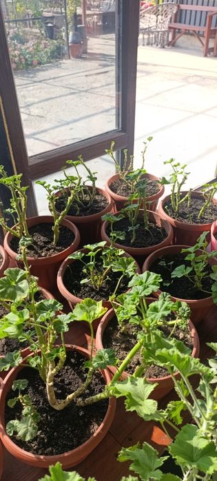 Герань цветы  продажа