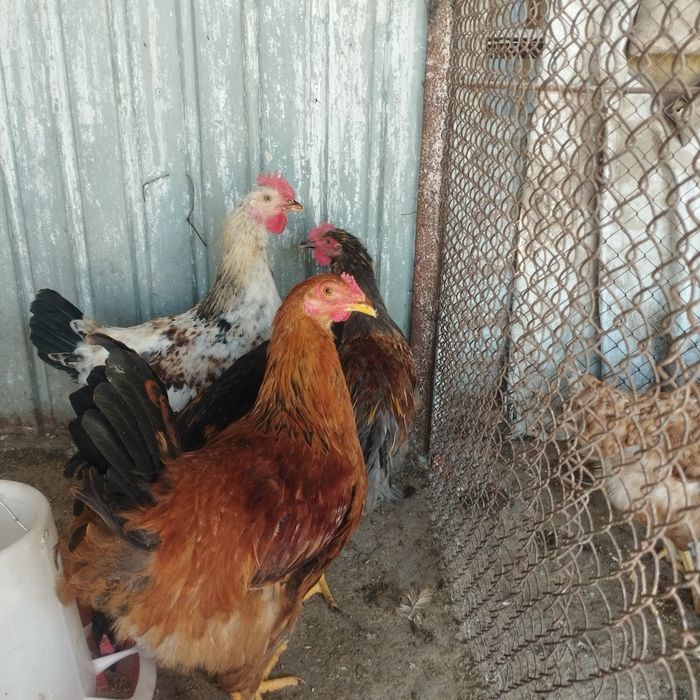 Продам куры домашние