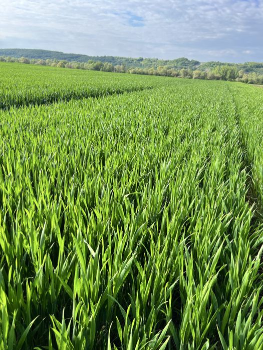 Фуражи/Зърна- Пакетирано/Насипно-Големи и Малки количества