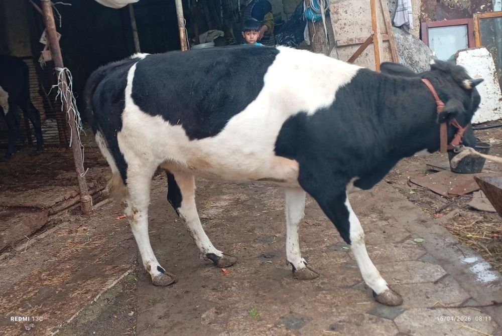 Gʻunajin  honanda boqilgan