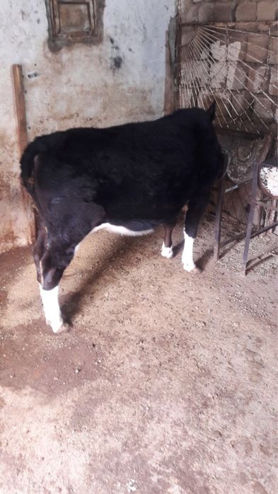 Ikkalasi bir joyda sotiladi