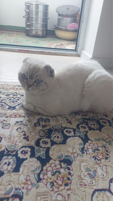 мысық сатам алатын босаң