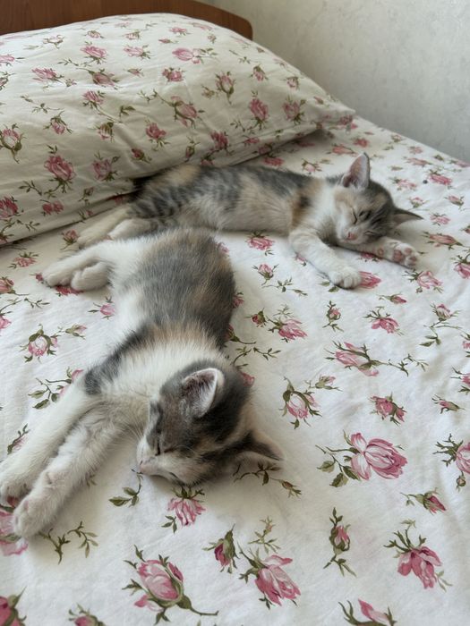 Отдам котят, только в добрые руки!!