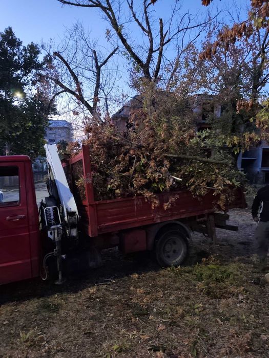 Рязане кастрене на опасни дървета