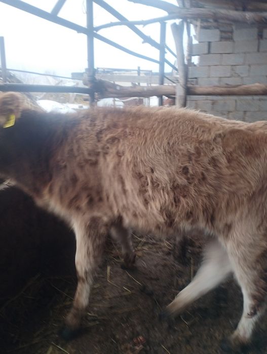 Бузаулар 1 еркек, 2 бас ургашы сатам. 3 бас.